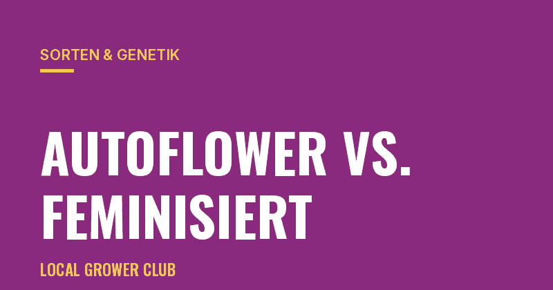 Sortenübersicht für Einsteiger: Autoflower vs. feminisiert
